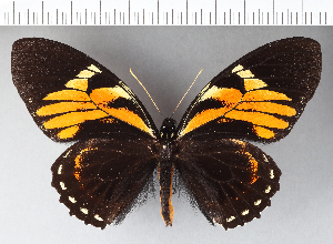  (Papilio zagreus - CFC16430)  @11 [ ] Copyright (2018) Center For Collection-Based Research Center For Collection-Based Research