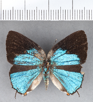  ( - CFC16536_2)  @11 [ ] Copyright (2019) Center For Collection-Based Research Center For Collection-Based Research