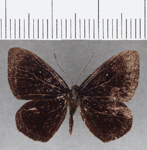  ( - CFC16550)  @11 [ ] Copyright (2019) Center For Collection-Based Research Center For Collection-Based Research