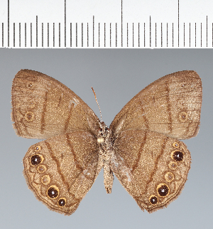  ( - CFC16940)  @11 [ ] copyright (2022) Center For Collection-Based Research Center For Collection-Based Research