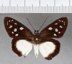  ( - CFC17145)  @11 [ ] Copyright (2018) Center For Collection-Based Research Center For Collection-Based Research