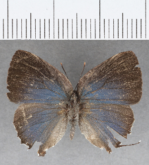  ( - CFC17311)  @12 [ ] Copyright (2019) Center For Collection-Based Research Center For Collection-Based Research