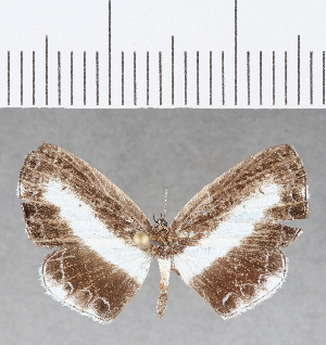  ( - CFC17703)  @11 [ ] Copyright (2019) Center For Collection-Based Research Center For Collection-Based Research