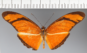  (Heliconiini_gen sp. CF16 - CFC18096)  @11 [ ] copyright (2023) Center For Collection-Based Research Center For Collection-Based Research