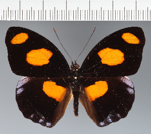  (Catonephele sp. CF03 - CFC18100)  @11 [ ] copyright (2023) Center For Collection-Based Research Center For Collection-Based Research
