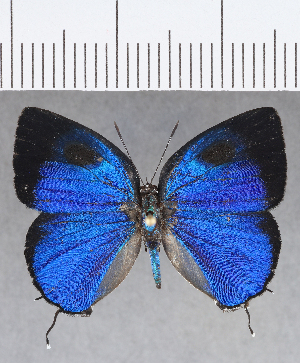  ( - CFC18183)  @11 [ ] Copyright (2019) Center For Collection-Based Research Center For Collection-Based Research