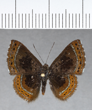  ( - CFC18264)  @11 [ ] Copyright (2018) Center For Collection-Based Research Center For Collection-Based Research