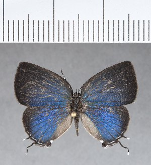  ( - CFC18287)  @11 [ ] Copyright (2018) Center For Collection-Based Research Center For Collection-Based Research