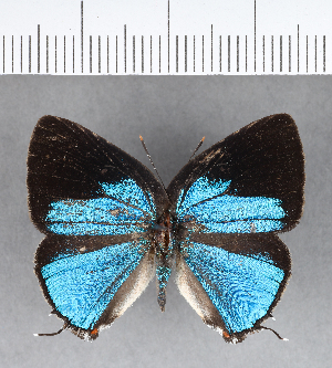  ( - CFC18566)  @11 [ ] Copyright (2018) Center For Collection-Based Research Center For Collection-Based Research