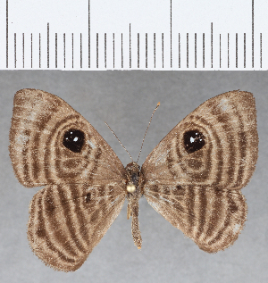  ( - CFC18856)  @11 [ ] Copyright (2019) Center For Collection-Based Research Center For Collection-Based Research