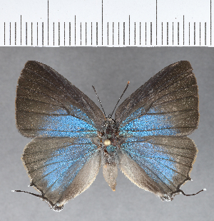  ( - CFC18883)  @11 [ ] Copyright (2018) Center For Collection-Based Research Center For Collection-Based Research
