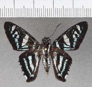  (Parelbella ahira - CFC18983)  @11 [ ] Copyright (2018) Center For Collection-Based Research Center For Collection-Based Research