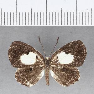  ( - CFC19011)  @11 [ ] Copyright (2018) Center For Collection-Based Research Center For Collection-Based Research