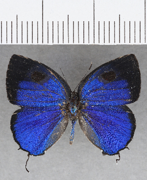  ( - CFC19145)  @11 [ ] Copyright (2019) Center For Collection-Based Research Center For Collection-Based Research