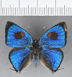  ( - CFC19197)  @11 [ ] Copyright (2018) Center For Collection-Based Research Center For Collection-Based Research