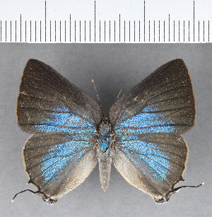  ( - CFC19198)  @11 [ ] Copyright (2018) Center For Collection-Based Research Center For Collection-Based Research