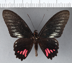  (Papilio hyppason - CFC01920)  @11 [ ] Copyright (2018) Center For Collection-Based Research Center For Collection-Based Research