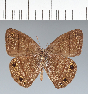  ( - CFC19248)  @11 [ ] copyright (2022) Center For Collection-Based Research Center For Collection-Based Research