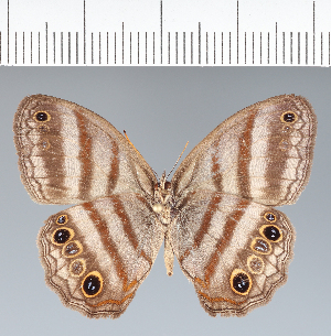  (Magneuptychia kamel - CFC19294)  @11 [ ] copyright (2022) Center For Collection-Based Research Center For Collection-Based Research