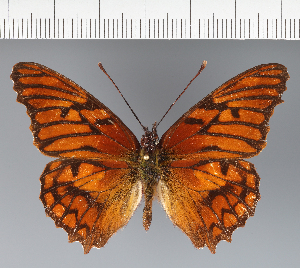  (Heliconiini_gen sp. CF21 - CFC19607)  @11 [ ] copyright (2023) Center For Collection-Based Research Center For Collection-Based Research