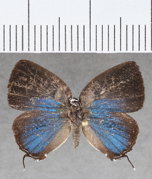  (Ostrinotes sp. CF04 - CFC19811)  @11 [ ] copyright (2020) Center For Collection-Based Research Center For Collection-Based Research