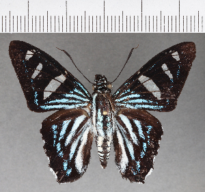  (Phocides thermus bellina - CFC20377)  @11 [ ] Copyright (2018) Center For Collection-Based Research Center For Collection-Based Research