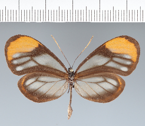  ( - CFC20965)  @11 [ ] copyright (2022) Center For Collection-Based Research Center For Collection-Based Research