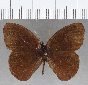  (Manerebia cyclopina staudingeri - CFC21207)  @11 [ ] copyright (2020) Center For Collection-Based Research Center For Collection-Based Research