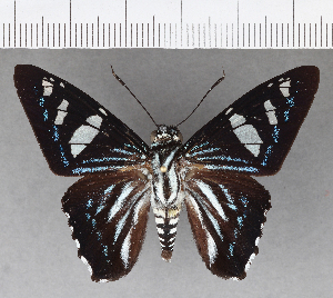  (Phocides pigmalion hewitsonius - CFC21398)  @11 [ ] Copyright (2018) Center For Collection-Based Research Center For Collection-Based Research