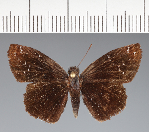  (Hesperiidae_gen sp. CF168 - CFC21562)  @11 [ ] copyright (2023) Center For Collection-Based Research Center For Collection-Based Research