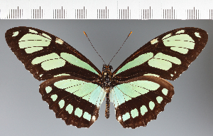  (Heliconiini_gen sp. CF22 - CFC22429)  @11 [ ] copyright (2023) Center For Collection-Based Research Center For Collection-Based Research