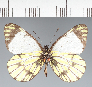  (Pieridae_gen sp. CF05 - CFC22491)  @11 [ ] copyright (2023) Center For Collection-Based Research Center For Collection-Based Research