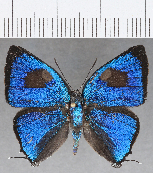  ( - CFC22934)  @11 [ ] Copyright (2019) Center For Collection-Based Research Center For Collection-Based Research