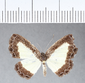 ( - CFC02295)  @11 [ ] Copyright (2018) Center For Collection-Based Research Center For Collection-Based Research