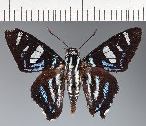  (Hesperiidae_gen sp. CF438 - CFC24035)  @11 [ ] copyright (2023) Center For Collection-Based Research Center For Collection-Based Research