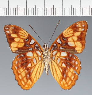  (Adelpha saundersii - CFC24092)  @11 [ ] copyright (2023) Center For Collection-Based Research Center For Collection-Based Research
