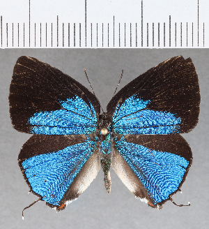  ( - CFC24858)  @11 [ ] Copyright (2020) Center For Collection-Based Research Center For Collection-Based Research