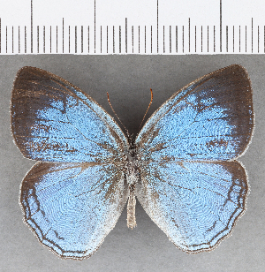  (Caeruleuptychia sp. CF08 - CFC25247)  @11 [ ] copyright (2020) Center For Collection-Based Research Center For Collection-Based Research