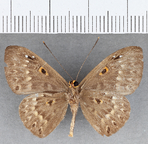  ( - CFC25255)  @11 [ ] Copyright (2019) Center For Collection-Based Research Center For Collection-Based Research