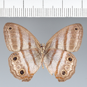  ( - CFC25361)  @11 [ ] copyright (2022) Center For Collection-Based Research Center For Collection-Based Research