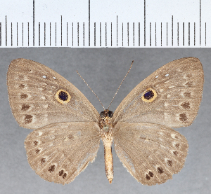  ( - CFC25561)  @11 [ ] Copyright (2019) Center For Collection-Based Research Center For Collection-Based Research