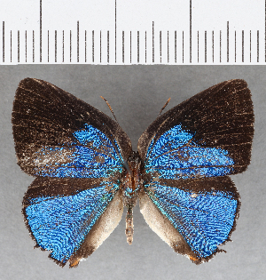  ( - CFC25562)  @11 [ ] Copyright (2019) Center For Collection-Based Research Center For Collection-Based Research