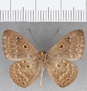  ( - CFC25828)  @11 [ ] Copyright (2019) Center For Collection-Based Research Center For Collection-Based Research