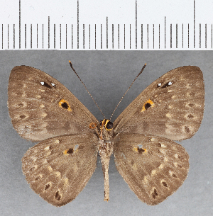  ( - CFC25869)  @11 [ ] Copyright (2019) Center For Collection-Based Research Center For Collection-Based Research