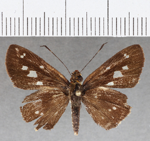  (Justinia phaetusa - CFC25876)  @14 [ ] Copyright (2019) Center For Collection-Based Research Center For Collection-Based Research