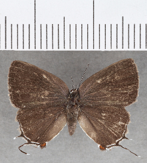  (Ostrinotes sp. CF06 - CFC25911)  @11 [ ] copyright (2020) Center For Collection-Based Research Center For Collection-Based Research