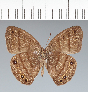  ( - CFC25929)  @11 [ ] copyright (2022) Center For Collection-Based Research Center For Collection-Based Research