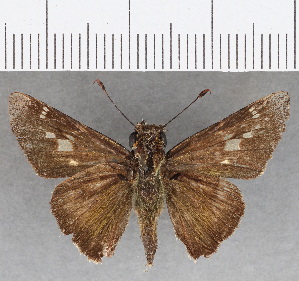  (Nyctelius nyctelius nyctelius - CFC26391)  @12 [ ] Copyright (2019) Center For Collection-Based Research Center For Collection-Based Research