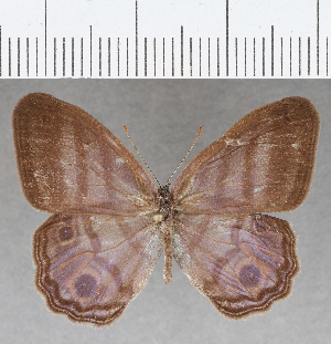  ( - CFC26855)  @11 [ ] Copyright (2019) Center For Collection-Based Research Center For Collection-Based Research