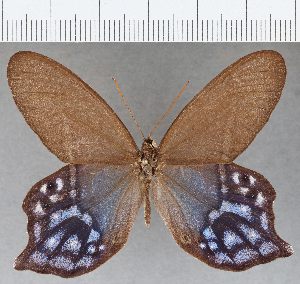 (Pierella hyalinus - CFC27007)  @11 [ ] Copyright (2019) Center For Collection-Based Research Center For Collection-Based Research